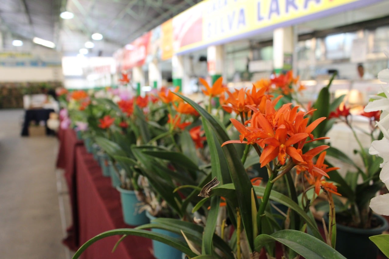 Mostra de Orquídeas no Mercado Central de Betim