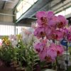 Mostra de Orquídeas no Mercado Central de Betim Foto PMB