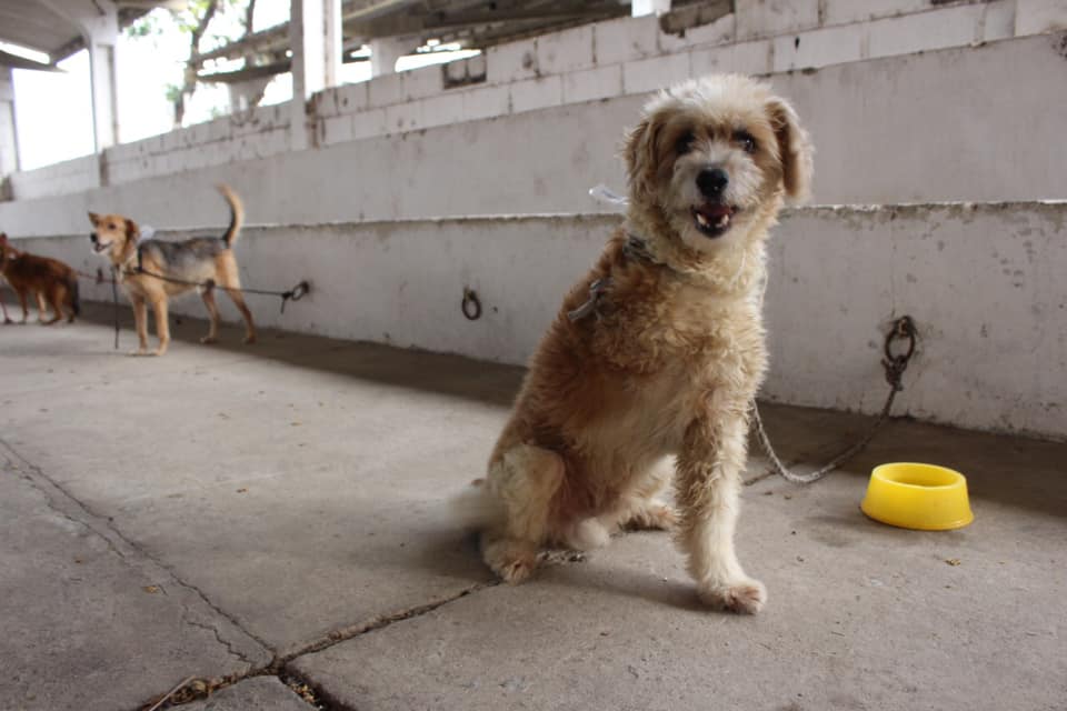 Cachorro sem uma das patas em um abrigo de Betim (MG)