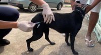 Cachorro recebe vacina antirrábica em Betim