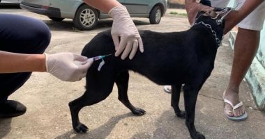 Cachorro recebe vacina antirrábica em Betim