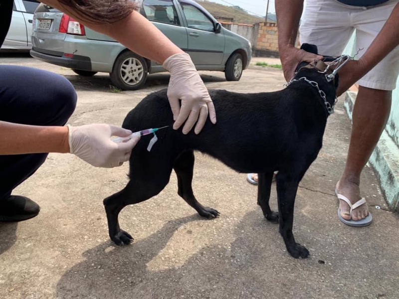 Cachorro recebe vacina antirrábica em Betim