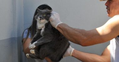 Gato recebe vacina antirrábica em Betim