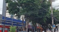 Árvore no canteiro central da avenida Governador Valadares ameaça cair