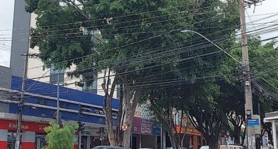 Árvore no canteiro central da avenida Governador Valadares ameaça cair