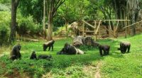 Gorilas no Zoológico de Belo Horizonte